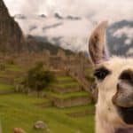 Ese Eja | Ubicación, Vestimenta, Vivienda, Alimentación y Lengua Pueblo indigena Ese Eja