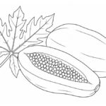 Dibujos araona para colorear: plantas y paisaje amazónico Papaya entera, mitad abierta con semillas y una hoja para colorear