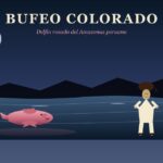 Bufeo Colorado: el delfín rosado seductor del Amazonas peruano Bufeo Colorado — delfín rosado del Amazonas peruano