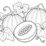 Dibujos de huaves para colorear Melones enteros y uno abierto con semillas junto a hojas y zarcillos