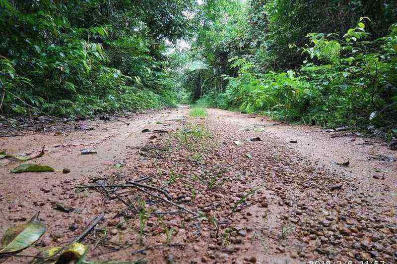 Paisaje kanoé: Floresta Nacional do Jamari en Rondônia — Brasil