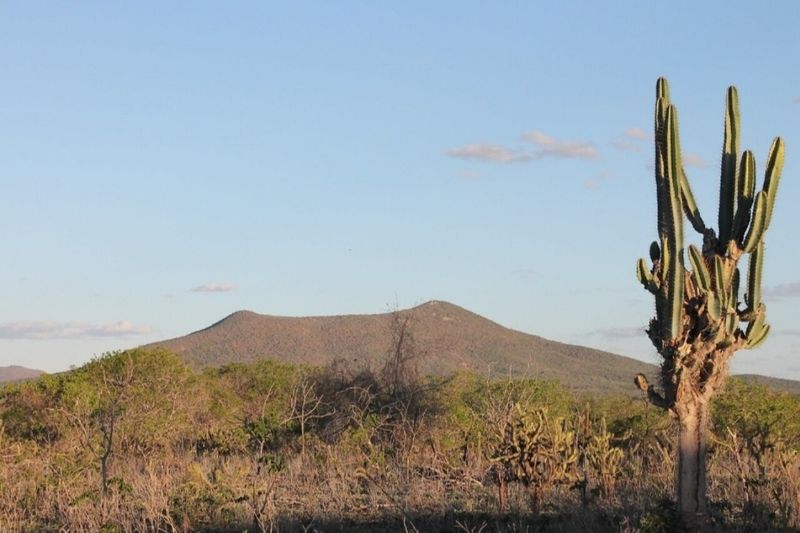 Kantaruré: paisaje de caatinga en sertão baiano — Bahia, Brasil