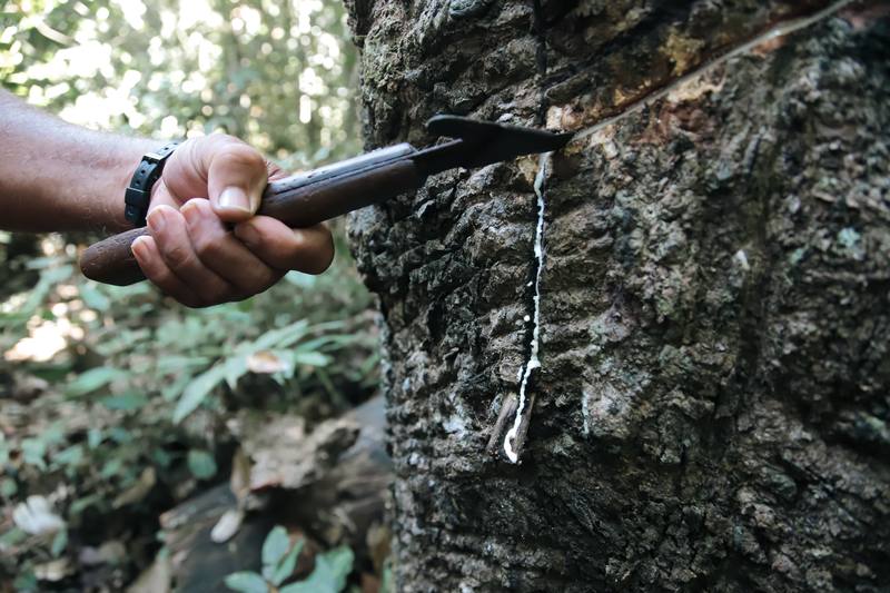 Paisaje karipuna: Reserva Extrativista Chico Mendes — Acre, Brasil