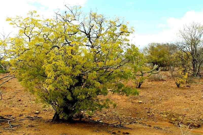 Karuazu: caatinga del Alto Sertão de Alagoas — Brasil