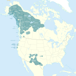 Kaska Dena: Origen, ubicación, cultura, lengua y vestimenta kaska-dena-origen-ubicacion-cultura-lengua-y-vestimenta