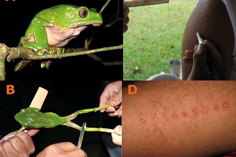 Ritual del kambô: medicina chamánica de la rana Phyllomedusa bicolor — pueblo Katukina, Acre