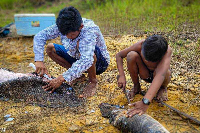 Pueblos indígenas Makuráp y Cujubim de la TI Rio Guaporé, Rondônia, Brasil