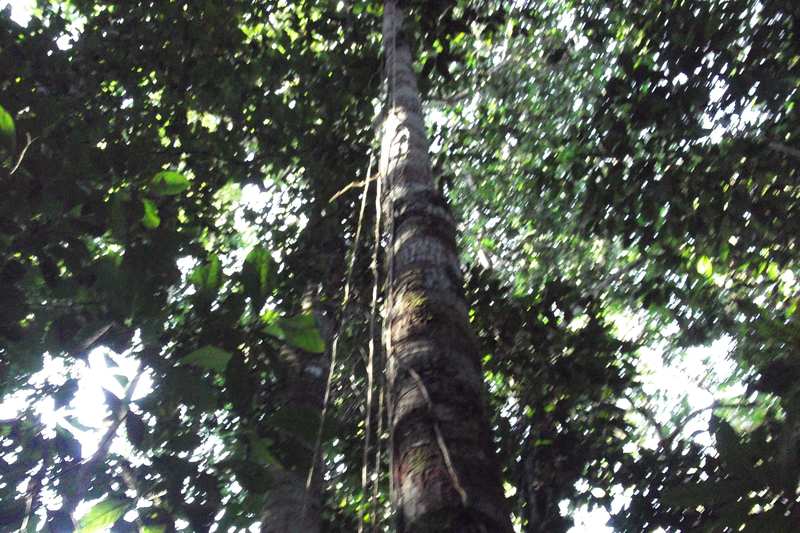 Paisaje marubo: selva amazónica en Atalaia do Norte (Vale do Javari) — Amazonas