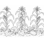 Dibujos de mayas para colorear: 4 láminas y actividades Plantas de maíz, frijol y calabaza reunidas en una pequeña milpa para colorear