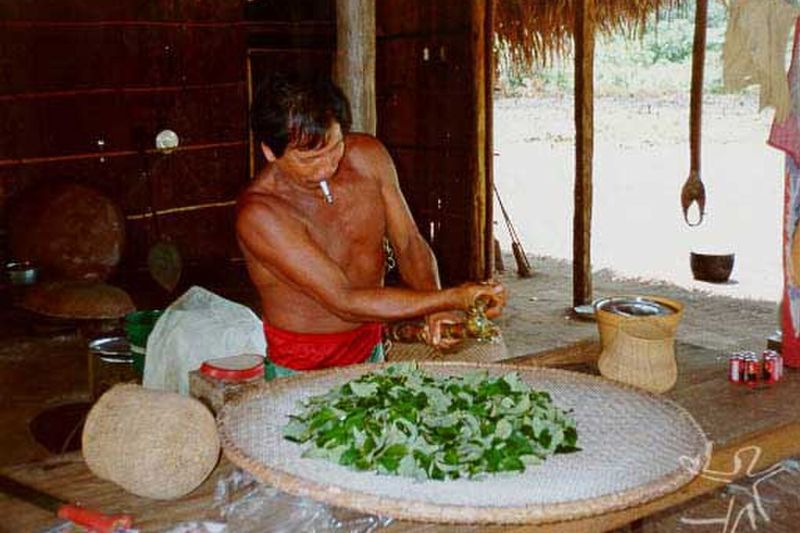Indígena Hupdá preparando ipadu en floresta interfluvial