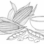 Dibujos sanavirones para colorear: cultivos, algarrobo y río Dulce Mazorcas, vainas y frijoles junto a un cuenco sencillo
