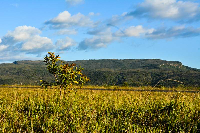 Paisaje sapará: lavrado y serranías de Roraima — Brasil