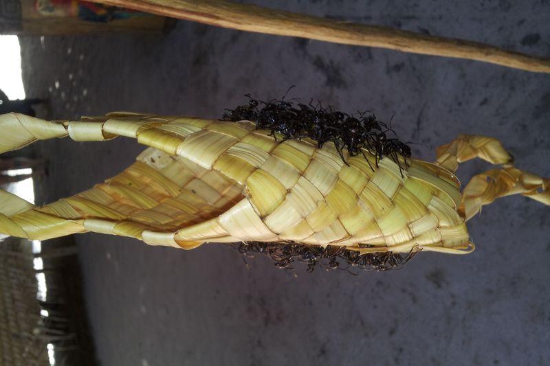 Ritual sateré-mawé: ceremonia tradicional del pueblo Sateré-Mawé — Amazonas