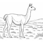 Dibujos de selk’nam para colorear: 4 láminas y actividades Guanaco de perfil entre pastos bajos y colinas de Tierra del Fuego