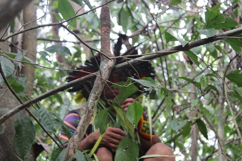 Floresta amazónica densa — territorio del Suruwahá en aislamiento parcial, Amazonas