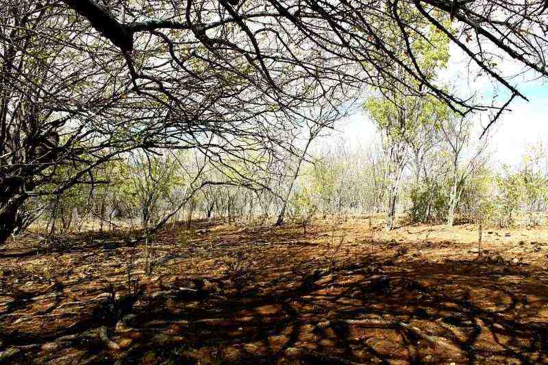 Tingui-Botó: paisaje de caatinga del sertão alagoano — Brasil