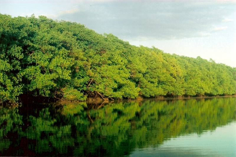 Manglar tupinikim: ecosistema costero del territorio Tupinikim — Aracruz, ES