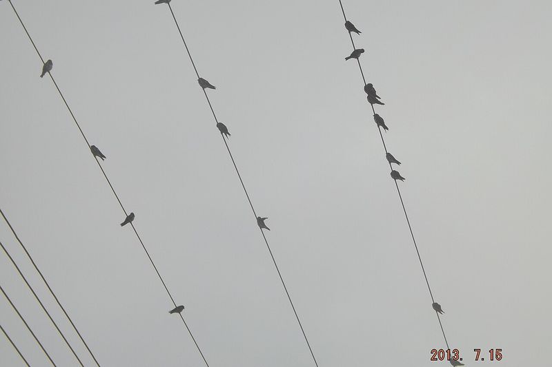 Waimiri-Atroari: selva húmeda en la reserva atravesada por la BR-174 — Amazonas, Brasil