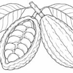 Dibujos de zoques para colorear Mazorca de cacao abierta junto a otra cerrada y hojas